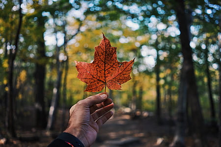 person holding maple leaf thumbnail