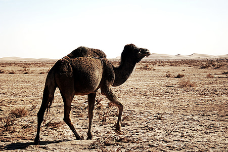 brown camel in the middle of desert thumbnail