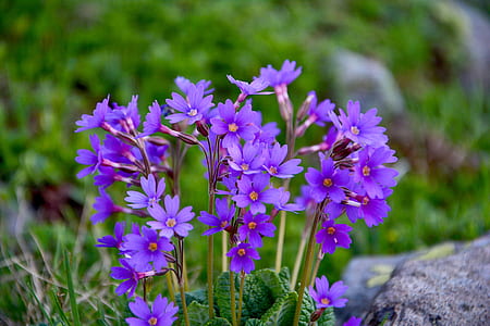 purple flowers thumbnail
