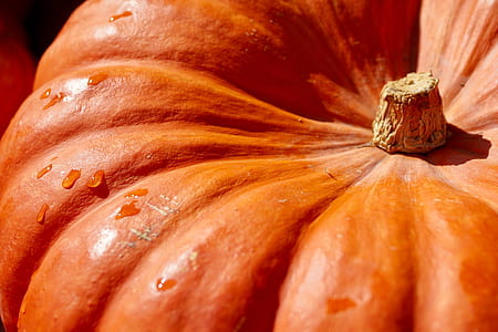 orange pumpkin in closeup photography thumbnail