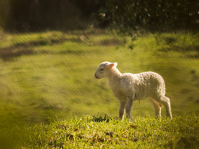 white sheep standing on grass land thumbnail