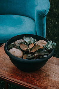 green succulent plants in black pot thumbnail
