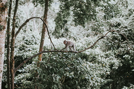 monkey on branch thumbnail