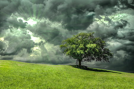 green leafed tree under gray sky thumbnail