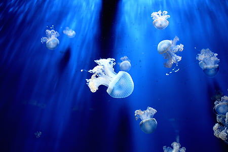 group of jellyfish underwater thumbnail