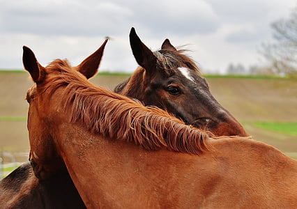 photo of two brown horses thumbnail
