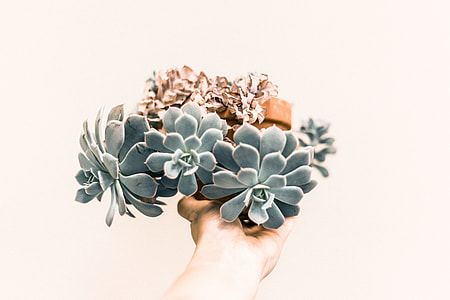 blue succulent plant thumbnail