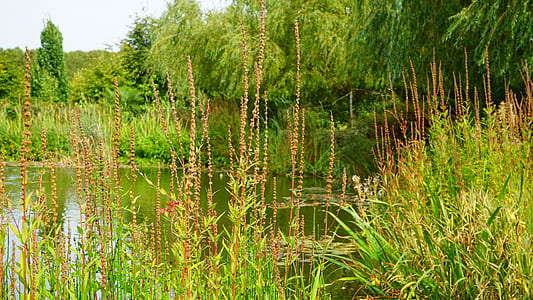 nature, water, forest, bush thumbnail