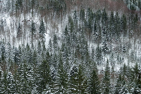 aerial photography of pine tress thumbnail