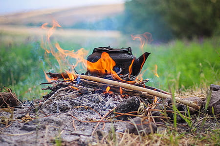 wood fire near leafed plants thumbnail