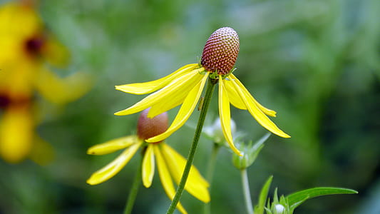 Open bloom of prairie coneflower thumbnail