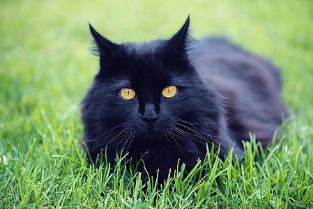 shallow focus photography of black cat thumbnail