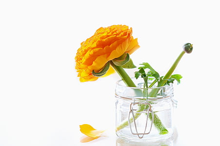 yellow ranunculus flower in clear glass jar thumbnail