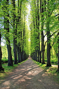 trees on roadside covered with green grass thumbnail