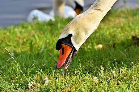 goose eating grass at daytime thumbnail