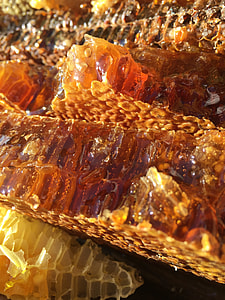 Soil Honey, The Original Ecology thumbnail