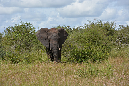 Kruger National Park, Elephant thumbnail