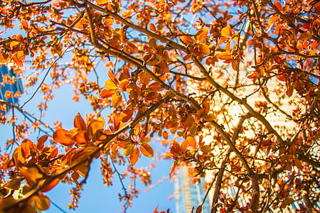brown flowers under blue sky during daytime thumbnail