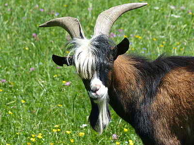 black and brown goat at daytime thumbnail