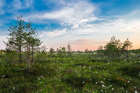 white flower field thumbnail