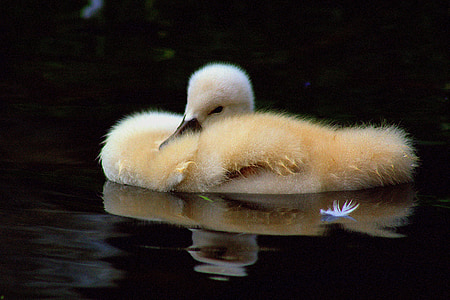 yellow duckling on calm water thumbnail