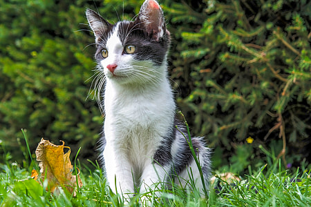 silver tabby kitten thumbnail