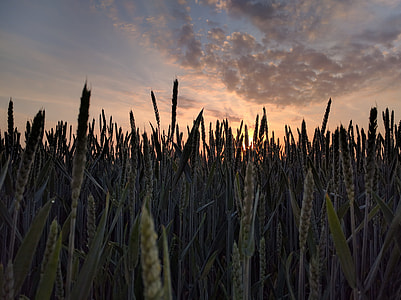 close up photography of grass field under blue sky thumbnail