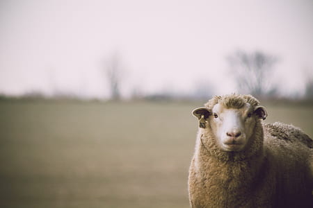 Shallow Focus Photography of Sheep thumbnail