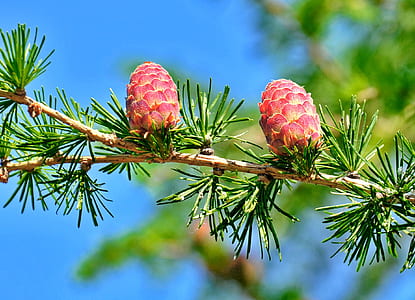 red and yellow pinecones thumbnail