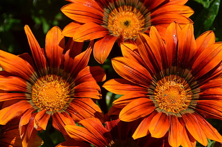 closeup photo of three orange petaled flowers thumbnail