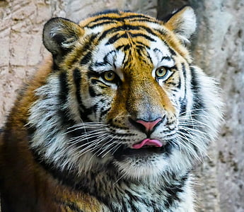 photo of brown and white tiger thumbnail