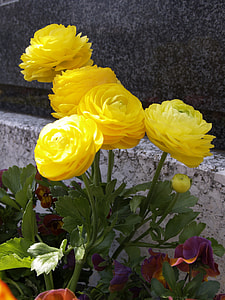 five yellow petaled flowers thumbnail