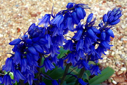 close-up photo of blue campanula flowers thumbnail
