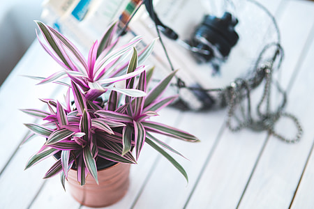 green and pink leaf plant on white tabletop thumbnail
