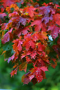 closeup photo red leaf maple leaf trees thumbnail