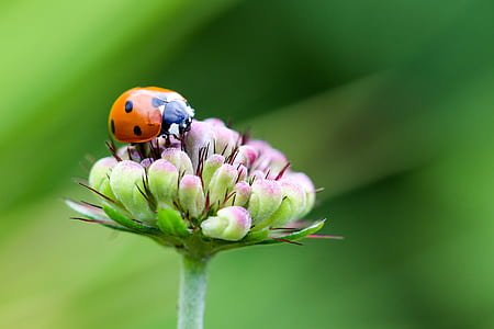 orange ladybug perching on pink flower in selective focus photography thumbnail