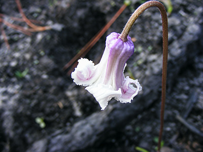 Swamp Leather Flower, Clematis Crispa L thumbnail
