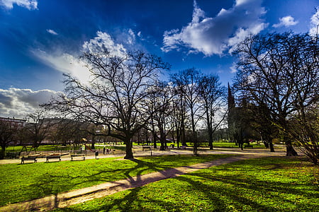 trees under blue sky thumbnail