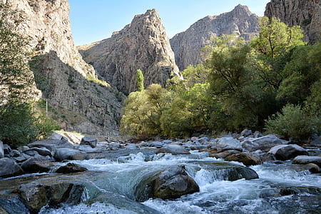 green leafed tree beside a river thumbnail