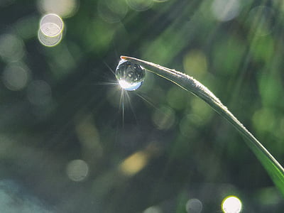 water dew on green lineared leafed plant thumbnail