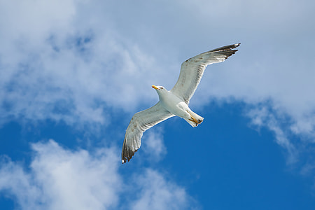 low angle photography of white seagull flying under white clouds during daytime thumbnail