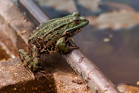 selective focus of green frog on metal bar thumbnail