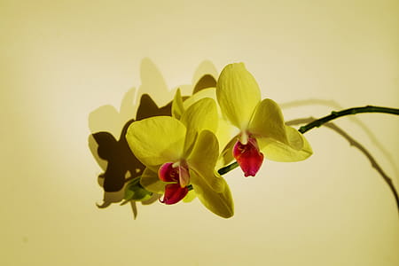 Close-up Photo of Orchids thumbnail