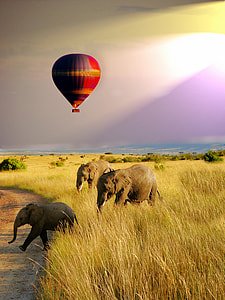three gray elephants on grass field thumbnail