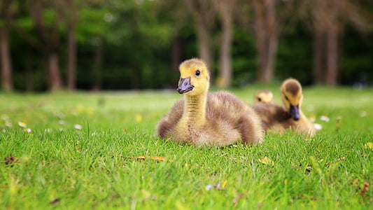 brown duck sitting on green grass thumbnail