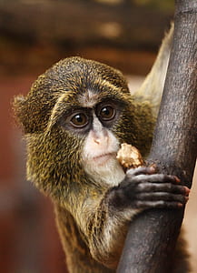 closeup photo of black and brown monkey thumbnail