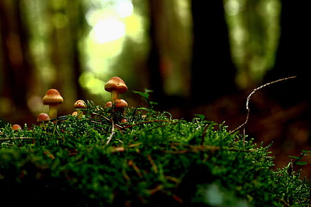 close up photography of brown mushrooms thumbnail