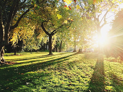 green leaf trees thumbnail