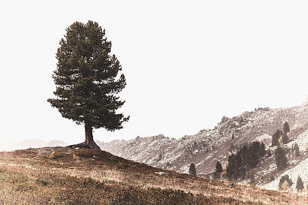 green tree on top of a mountain thumbnail
