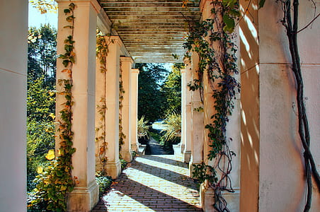 photo of white concrete columns with vines thumbnail